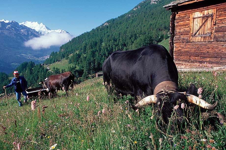 Walliser Kuh und Landschaft